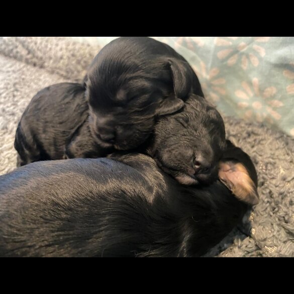Cavapoo - Both