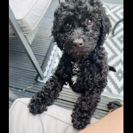 Cavapoo - Both