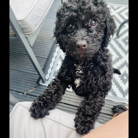 Cavapoo - Both