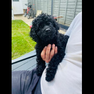 Cavapoo - Both