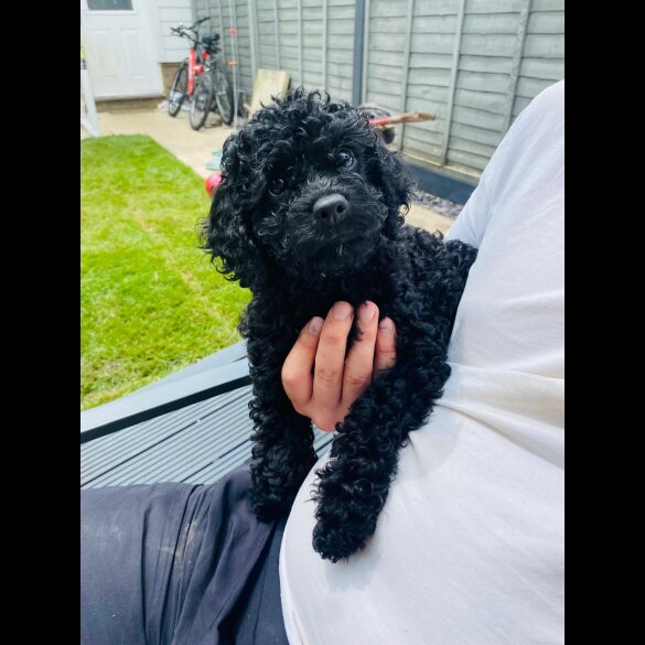 Cavapoo - Both