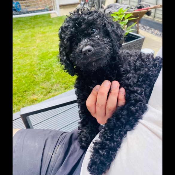 Cavapoo - Both