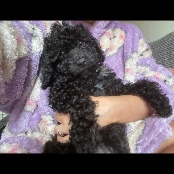 Cavapoo - Both