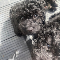 Cavapoo - Both