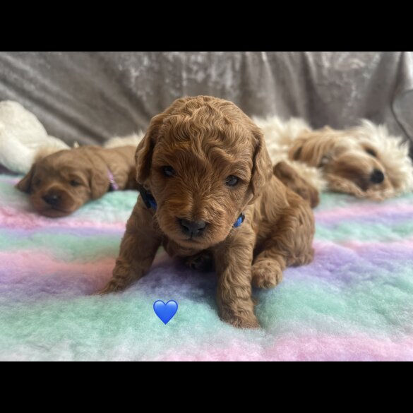 Cavapoo - Both
