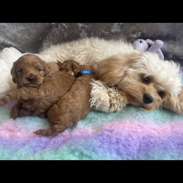 Cavapoo - Both