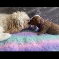 Cavapoo - Both