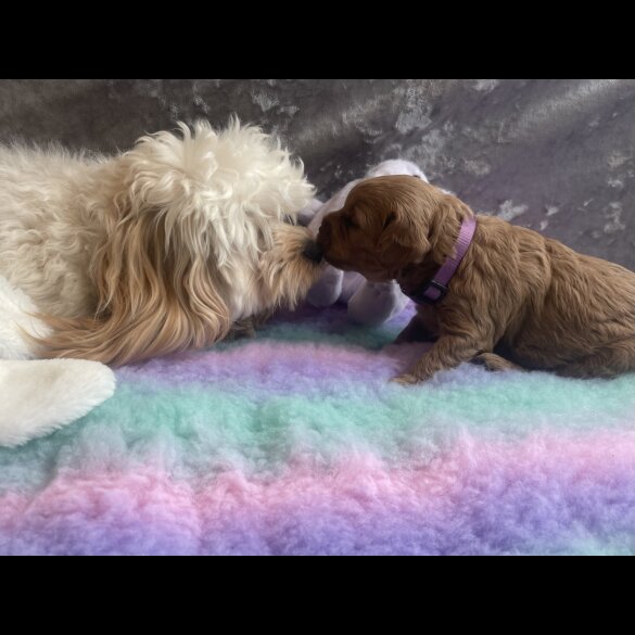 Cavapoo - Both