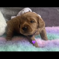 Cavapoo - Both