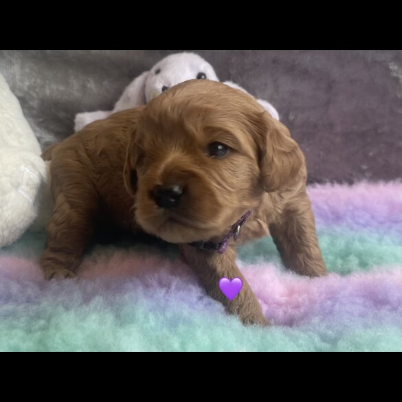 Cavapoo - Both