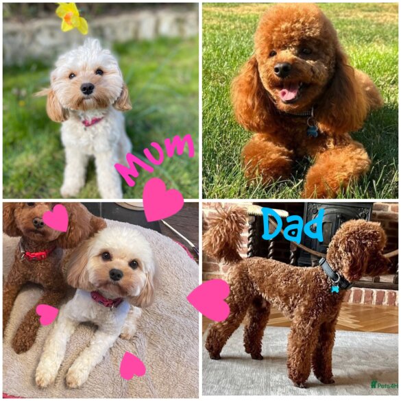 Cavapoo - Both