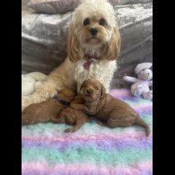 Cavapoo - Both