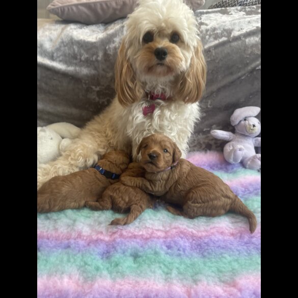 Cavapoo - Both
