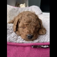 Cavapoo - Both