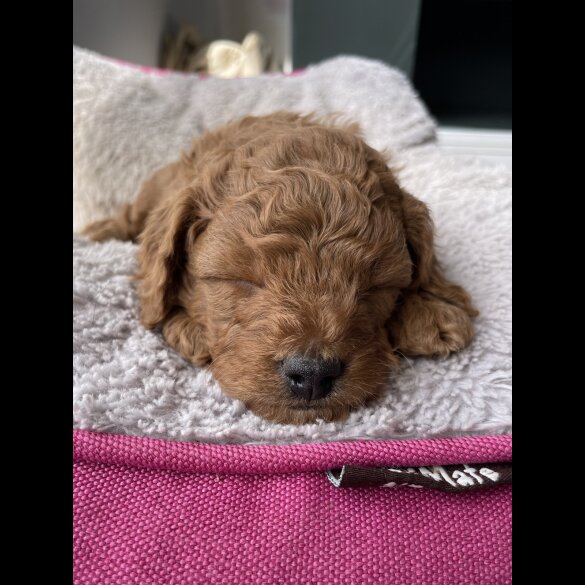 Cavapoo - Both