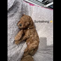 Cavapoo - Both