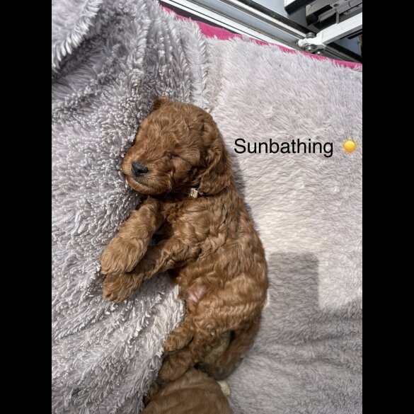 Cavapoo - Both
