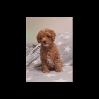 Cavapoo - Both