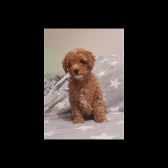 Cavapoo - Both