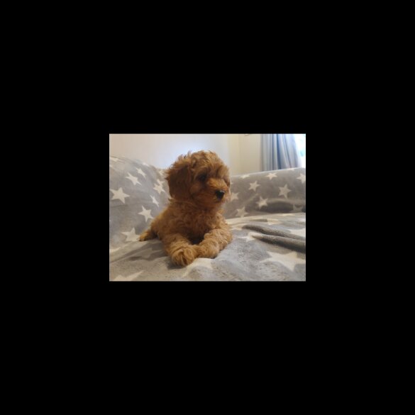 Cavapoo - Both