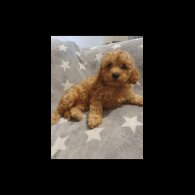 Cavapoo - Both