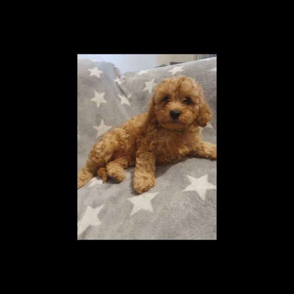 Cavapoo - Both
