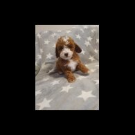 Cavapoo - Both