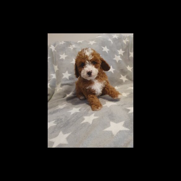 Cavapoo - Both