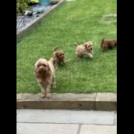 Cavapoo - Both