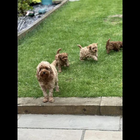 Cavapoo - Both