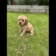 Cavapoo - Both