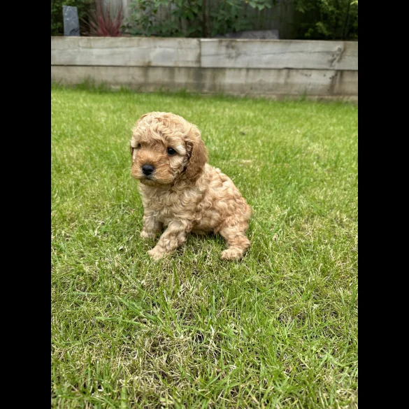 Cavapoo - Both
