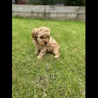 Cavapoo - Both