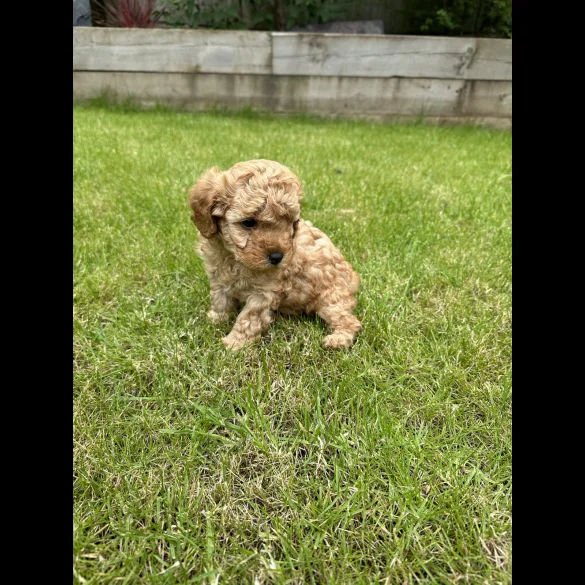 Cavapoo - Both