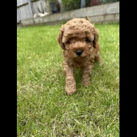 Cavapoo - Both