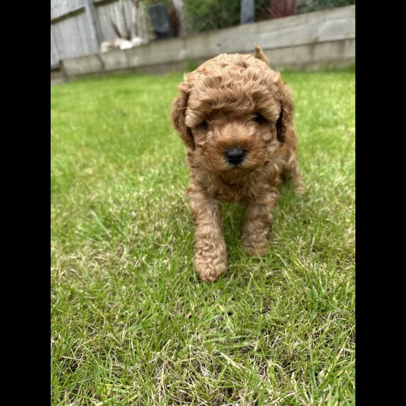 Cavapoo - Both