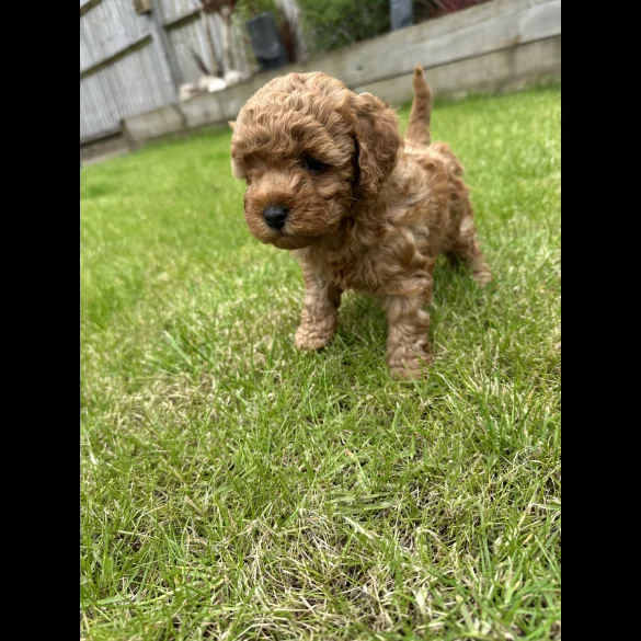 Cavapoo - Both