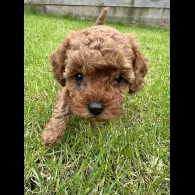 Cavapoo - Both