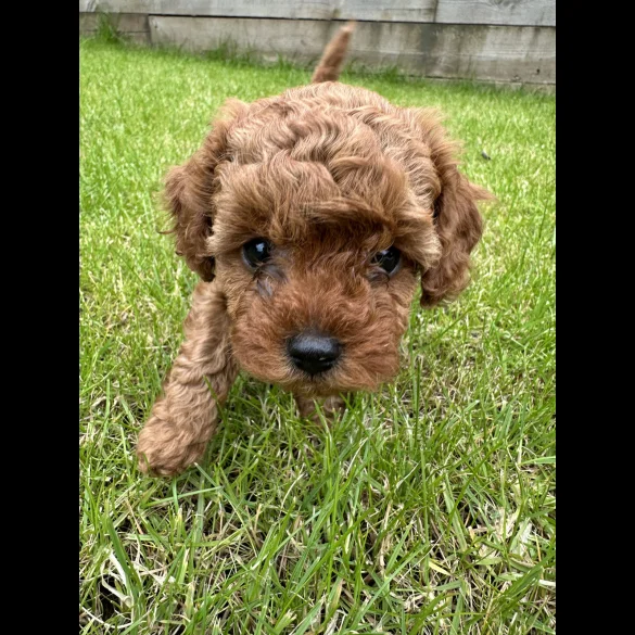 Cavapoo - Both