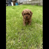 Cavapoo - Both