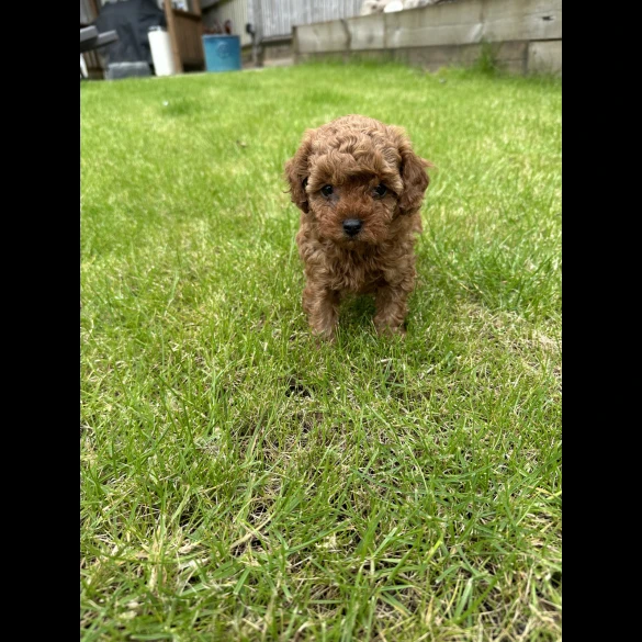 Cavapoo - Both