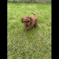 Cavapoo - Both