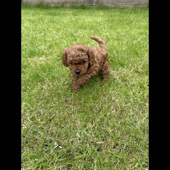 Cavapoo - Both