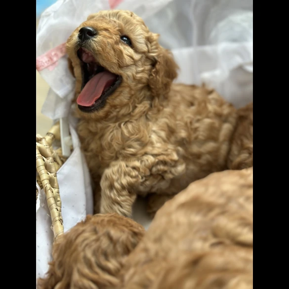 Cavapoo - Both