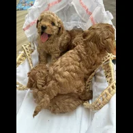 Cavapoo - Both