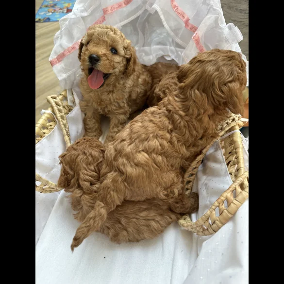 Cavapoo - Both