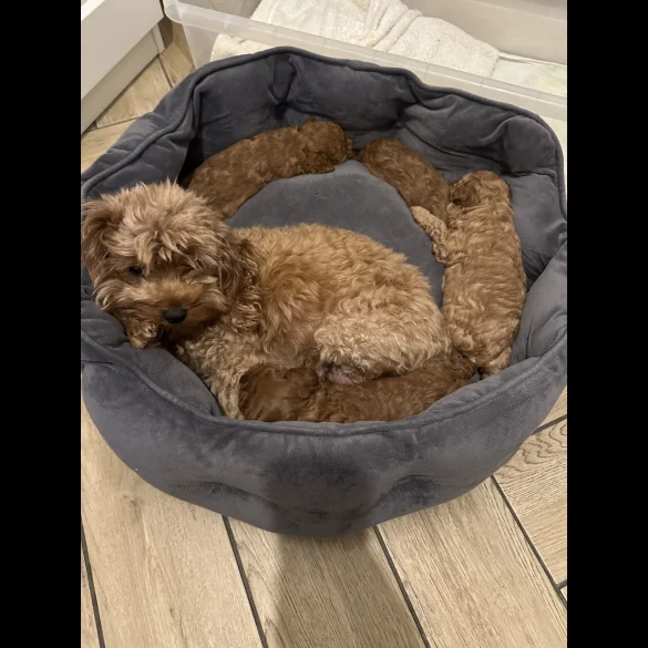 Cavapoo - Both