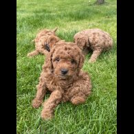Cavapoo - Both