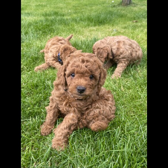 Cavapoo - Both
