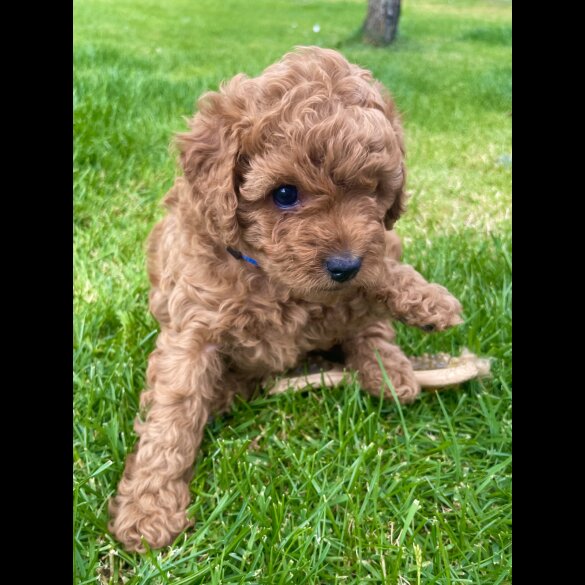 Cavapoo - Both